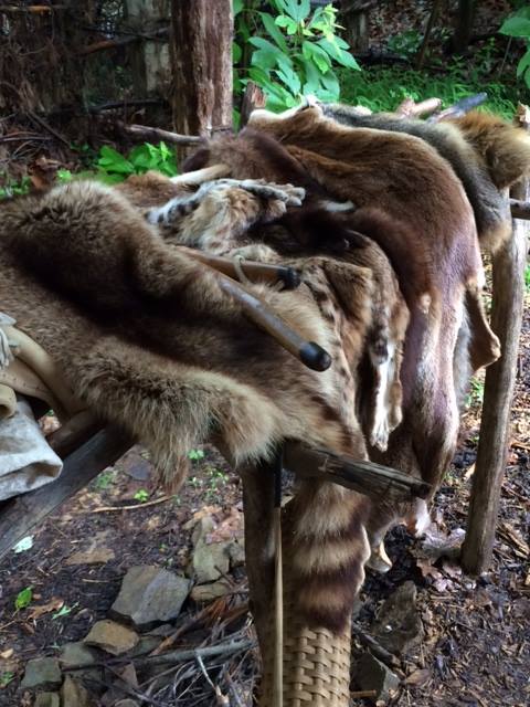 Skin_s_copy.179124640_std Such a wide variety of animal skins! Almost every small game animal you can think of, including bobcat and mink and beaver!